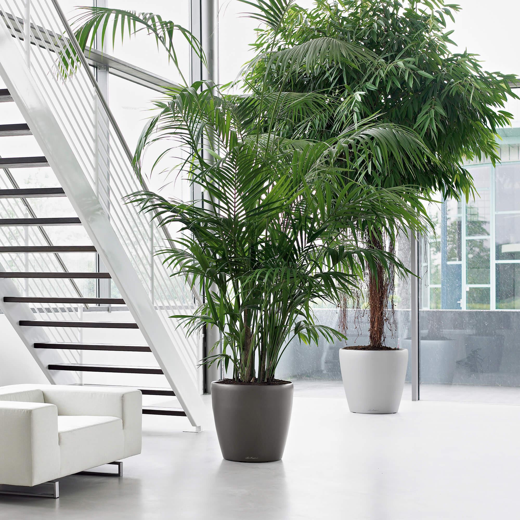 le_classico60_product_addi_01